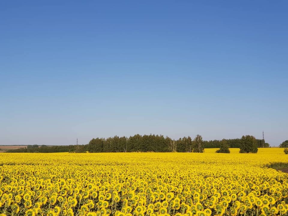 В Пензенской области урожай может погибнуть из-за размножившихся вредителей