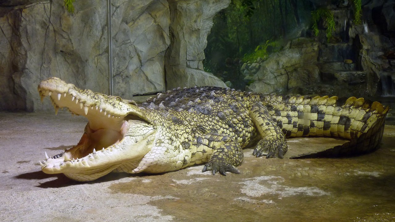 Как убирают вольеры с крокодилами и почему шваброй делу не помочь