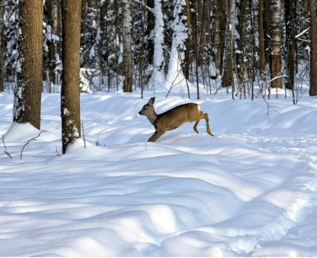 Спасатели Городищенского района освободили косулю из ловушки
