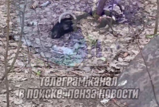 Жители Пензы возмущены свалкой животных останков рядом с водоемом