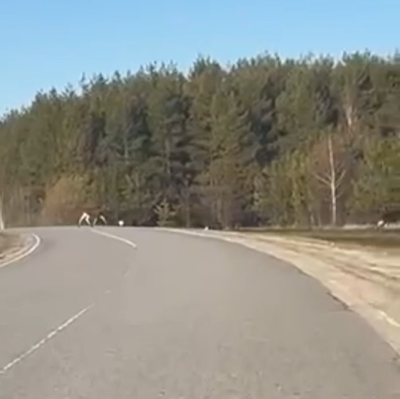 Сезон лосят: Минлесхоз предупреждает пензенских водителей об опасности