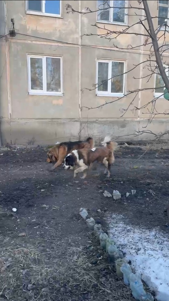 Пензенцев встревожили сенбернары, гуляющие без присмотра возле школы