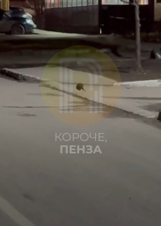 В Пензе у детского сада и лицея заметили здоровенных крыс