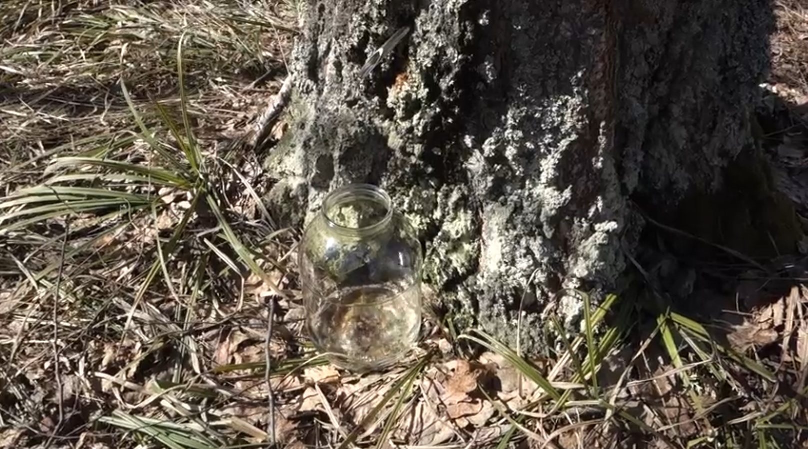 Сезон березового сока открыт: пензенцы делятся фотографиями первого «урожая»