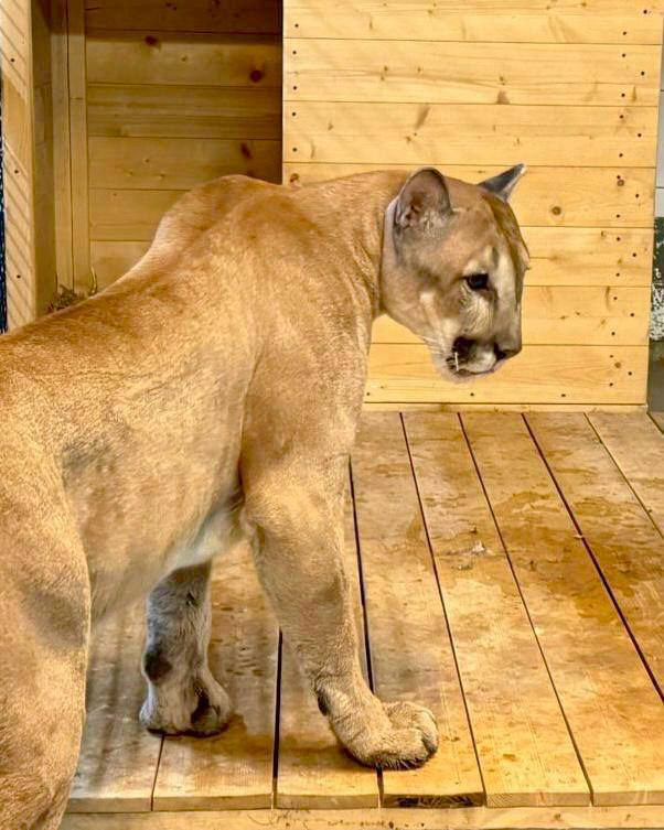 Пума из Пензы переехала из московской квартиры в зоопарк