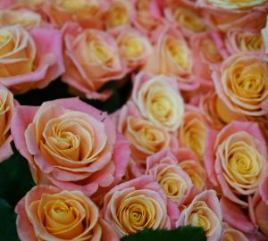 Цветы к 8 Марта подорожали на 18%