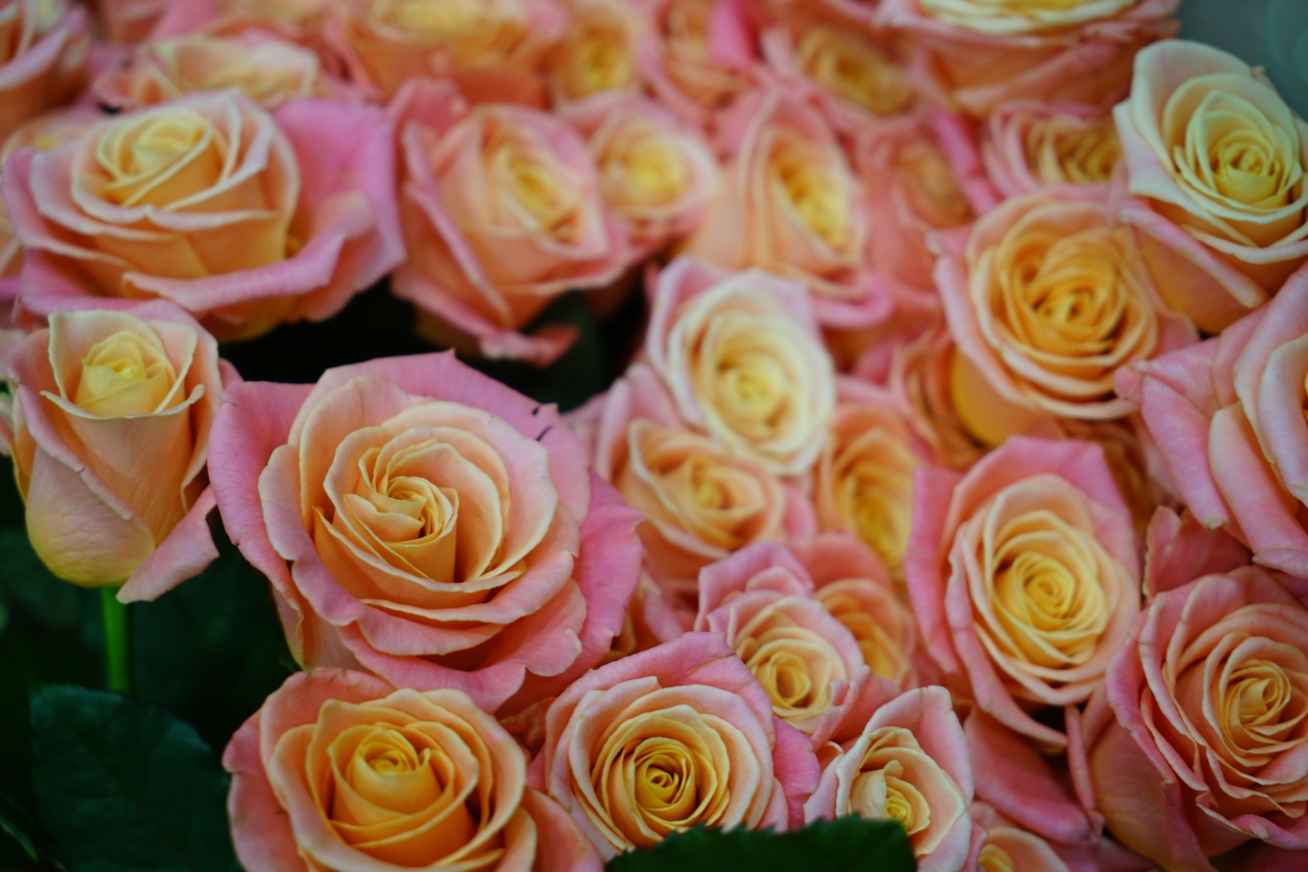 Цветы к 8 Марта подорожали на 18%