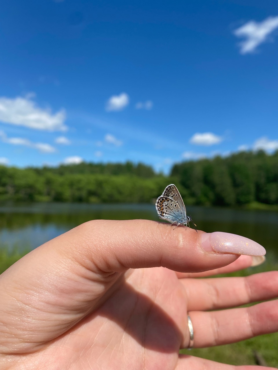 Куда исчезли бабочки-капустницы: тревожный сигнал из Пензенской области