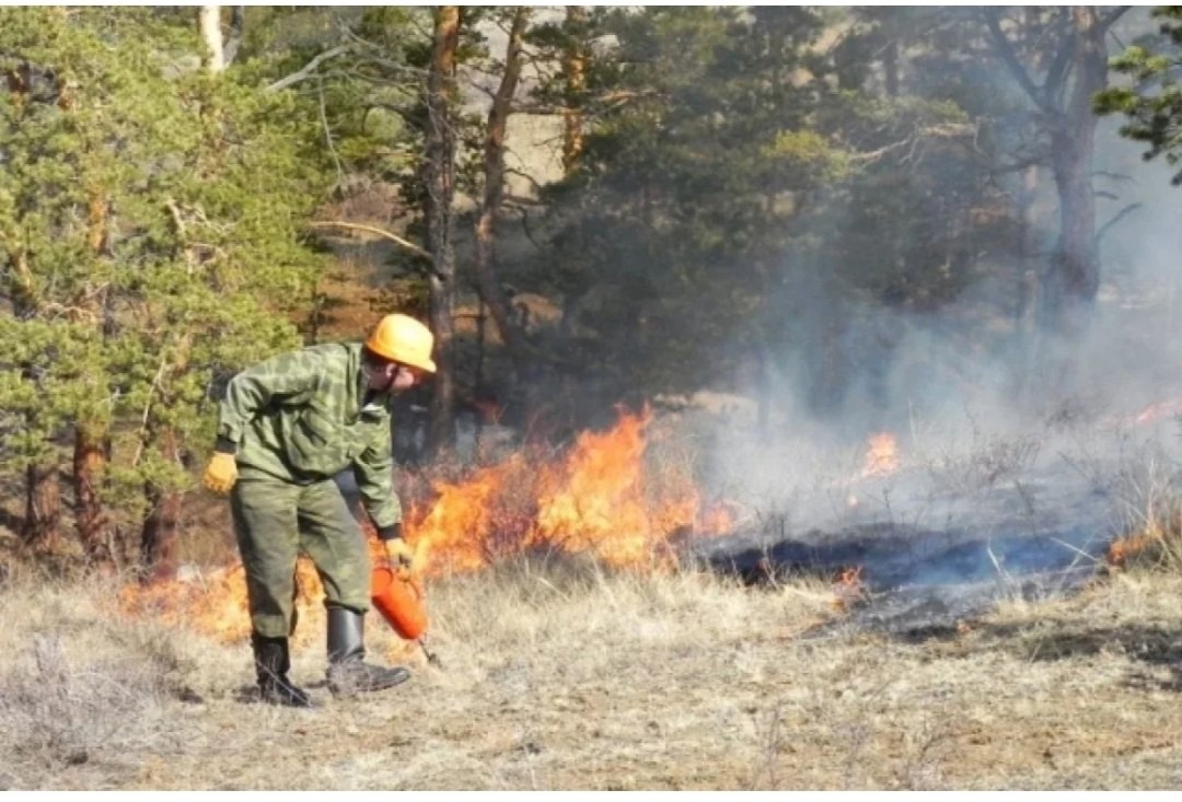 В Городищенском районе будут жечь пни и стволы деревьев