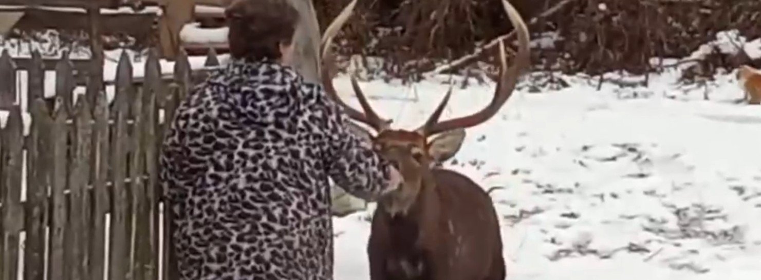 В Сурске горожанка покормила пятнистного оленя прямо из рук