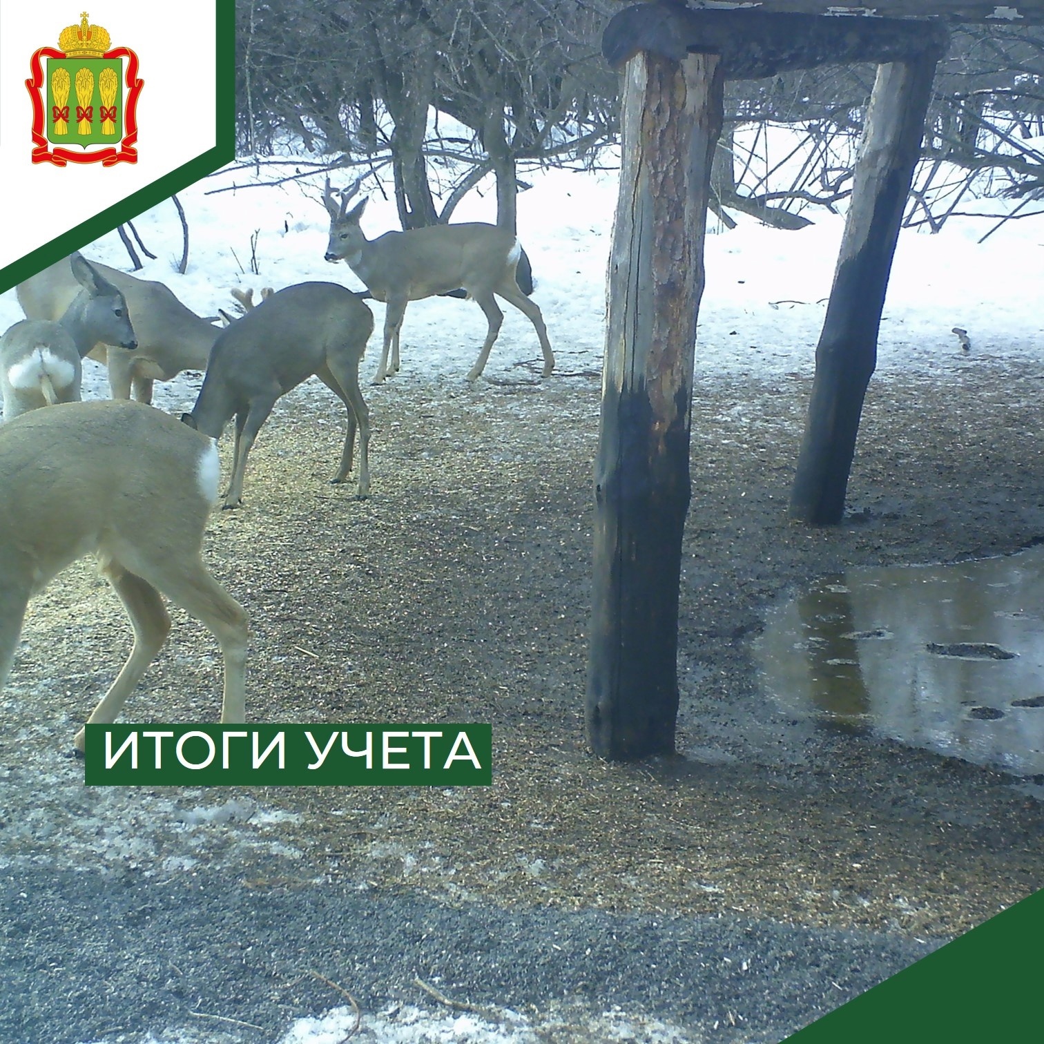 Численность косули выросла в заказниках Пензенской области