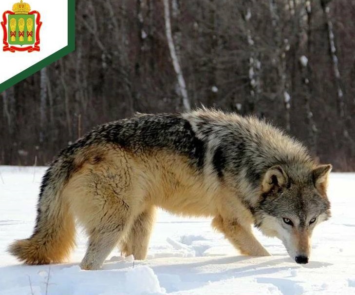 Минлесхоз: волков в Пензенской области стало больше