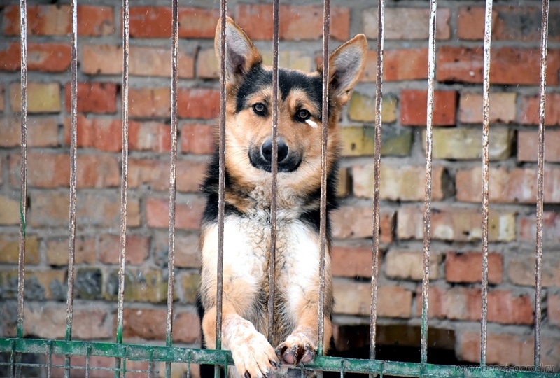 В Пензе почти 50 бездомных собак обрели новый дом