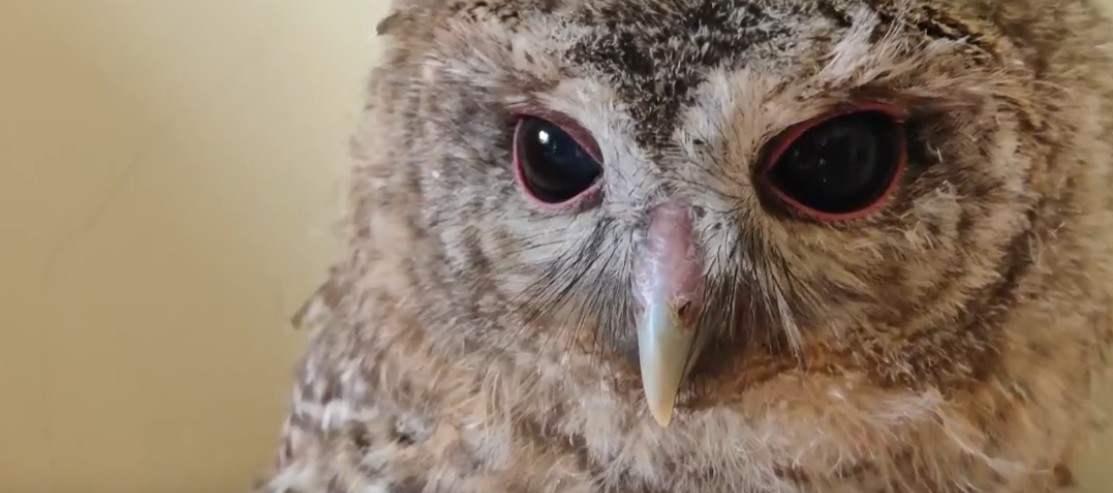 Пензенский зоопарк просит помощи в выборе имени для птенца неясыти