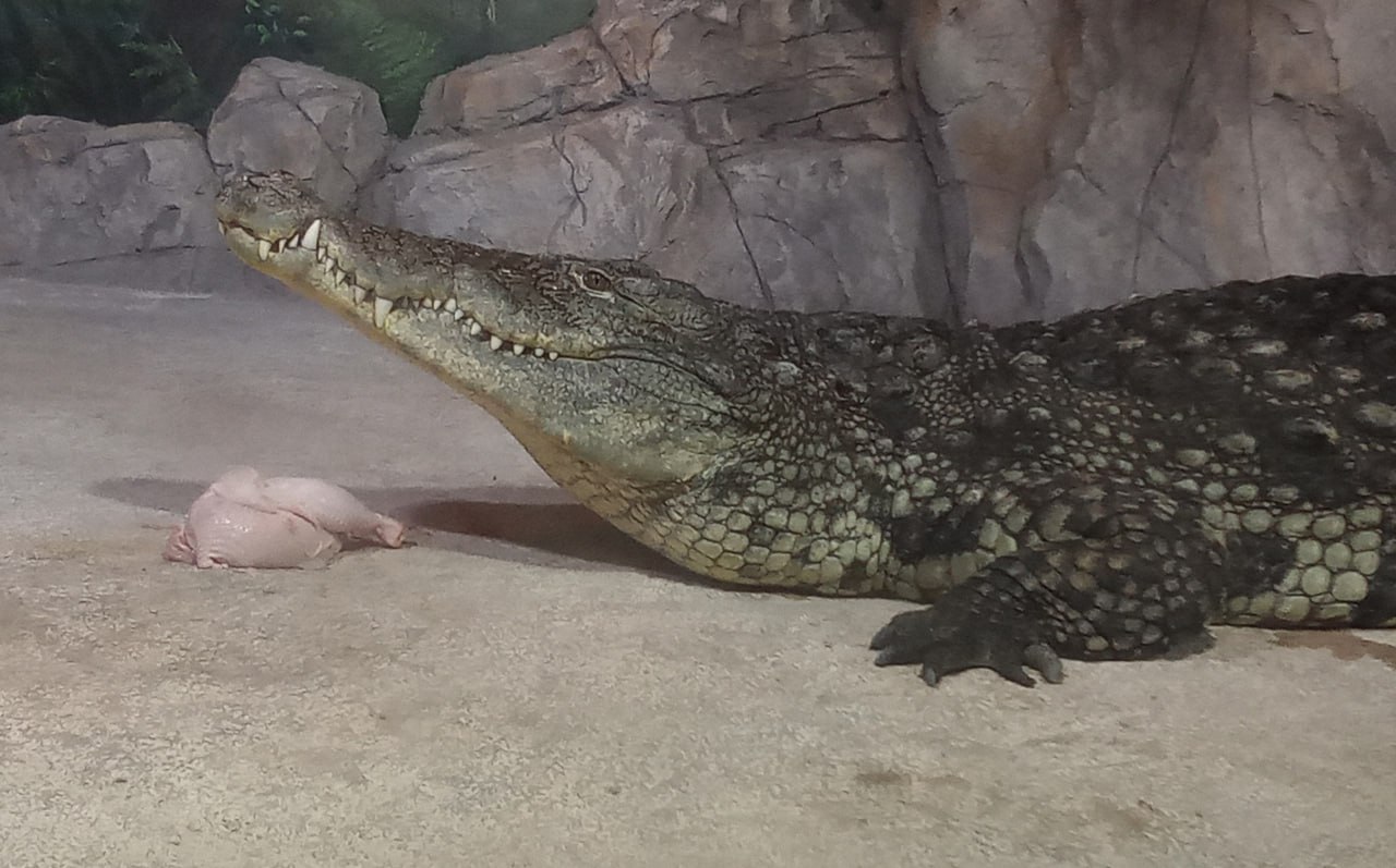 В пензенском океанариуме объяснили, почему крокодилы «на расслабоне»