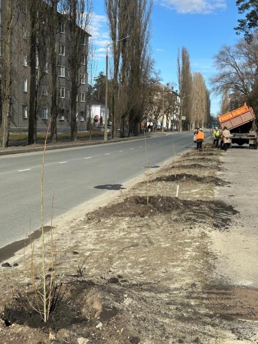 В Заречном на улице Зеленой высажены пирамидальные тополя