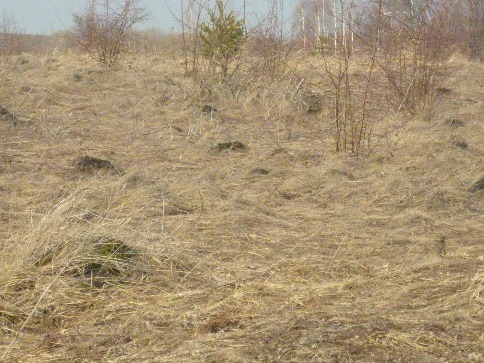 В Вадинском районе собственник забросил сельскохозяйственный участок