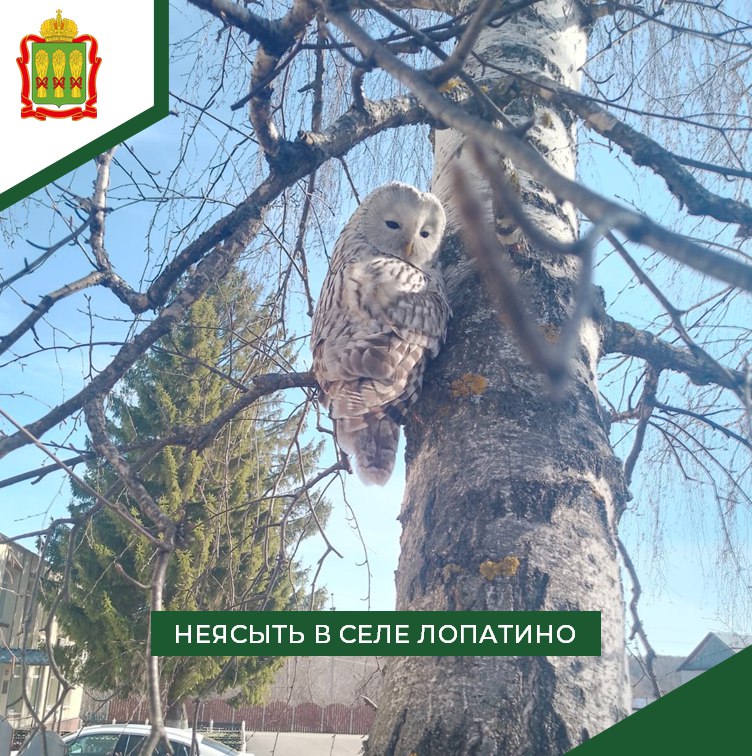 В Лопатинском районе на дереве заметили необычную хищницу