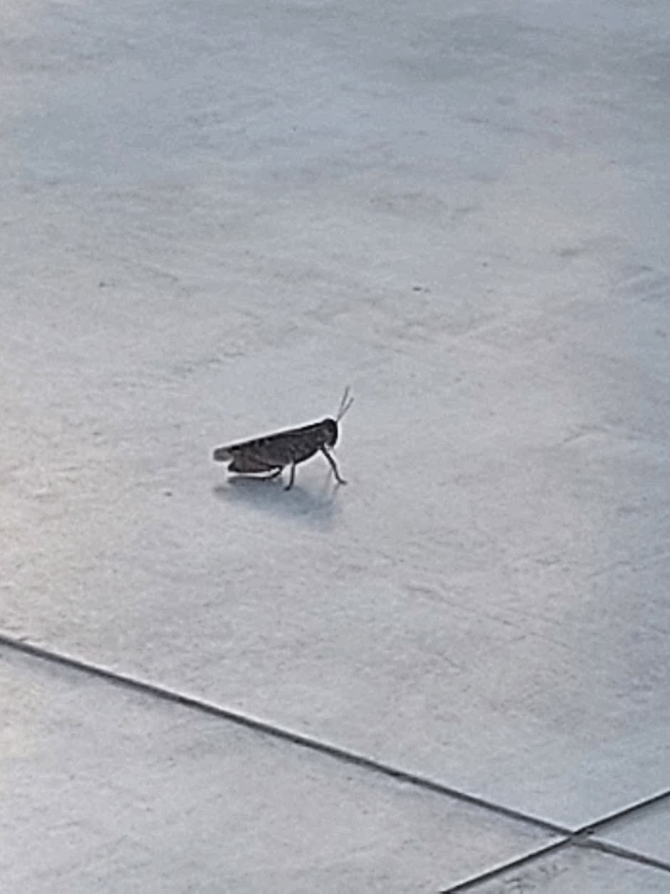 Пензенский энтомолог оценил вероятность нашествия насекомых из-за теплой весны