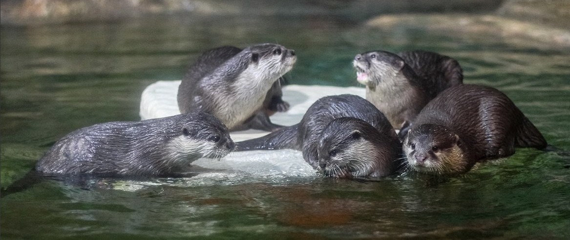 Главвыдра и сестры: в океанариуме раскрыли семейную тайну пушистых хулиганок