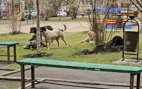 В Терновке детская площадка превратилась в логово для бродячих собак
