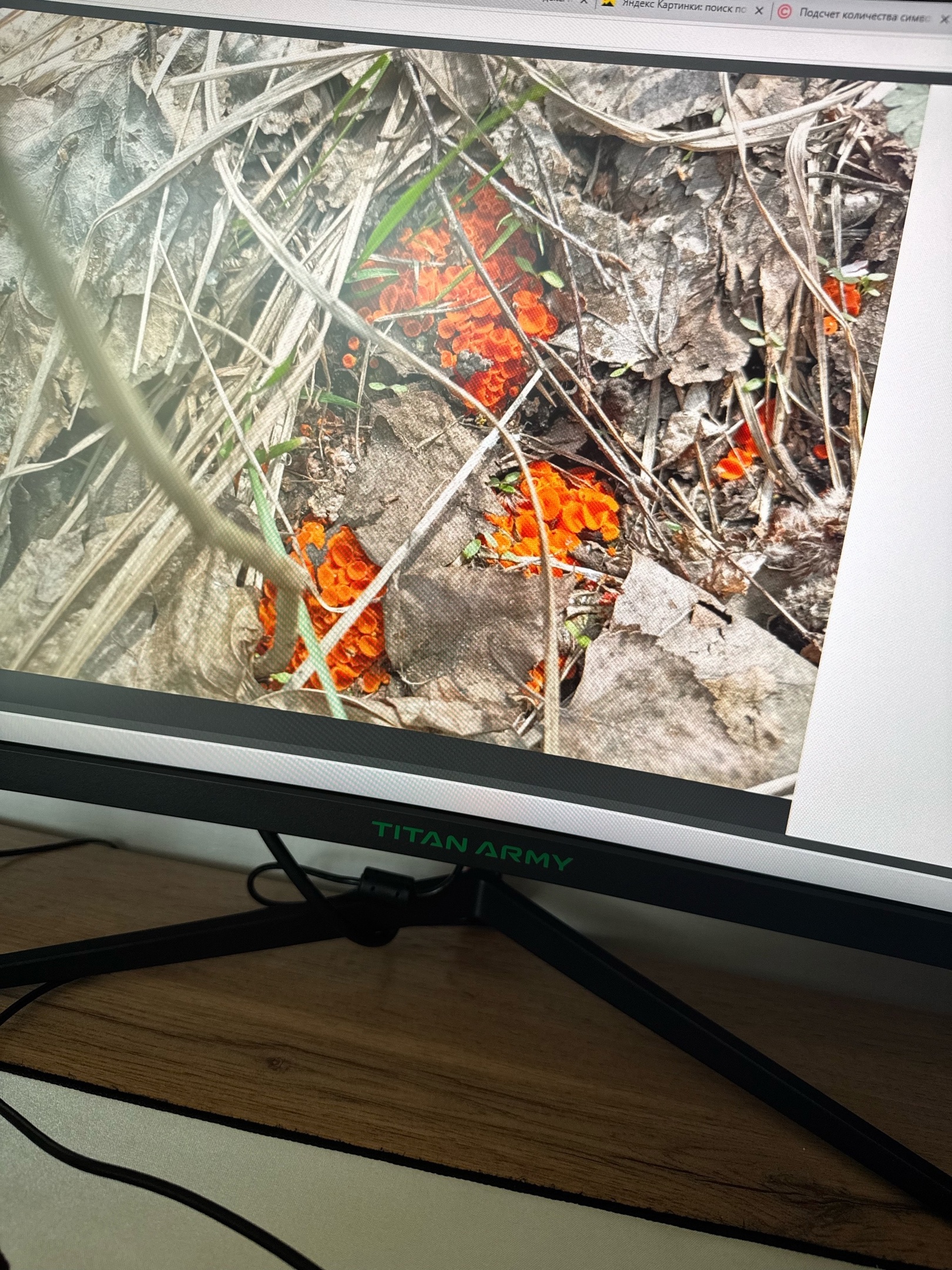 Редкий гриб и опасные змеи: что находят пензенские грибники