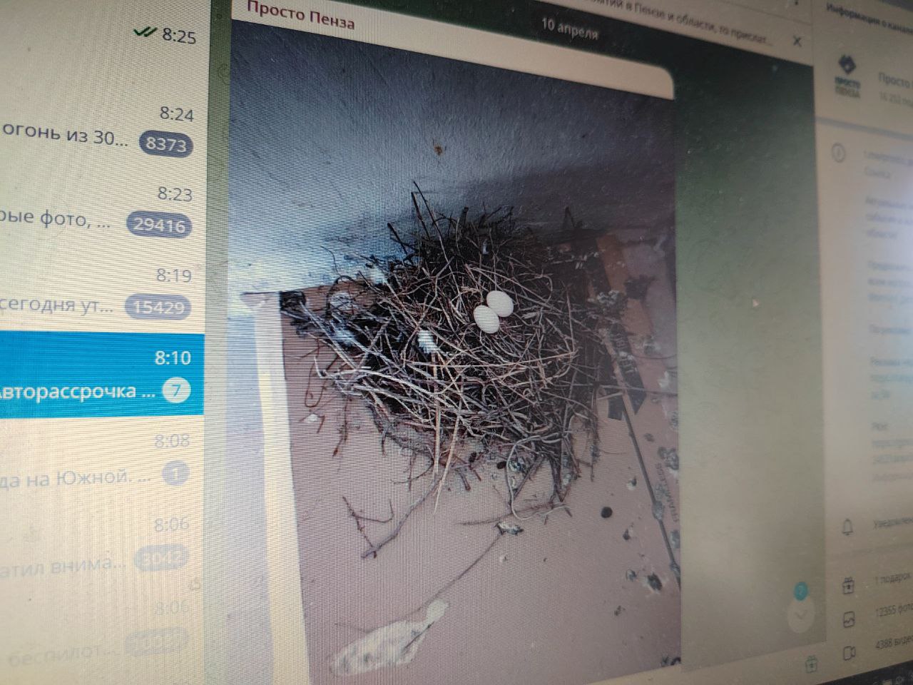 Пензенец обнаружил на балконе загадочное гнездо с будущими птенцами