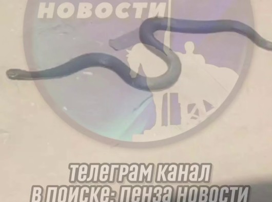 Пензенцы заметили гадюку на Восточном кладбище