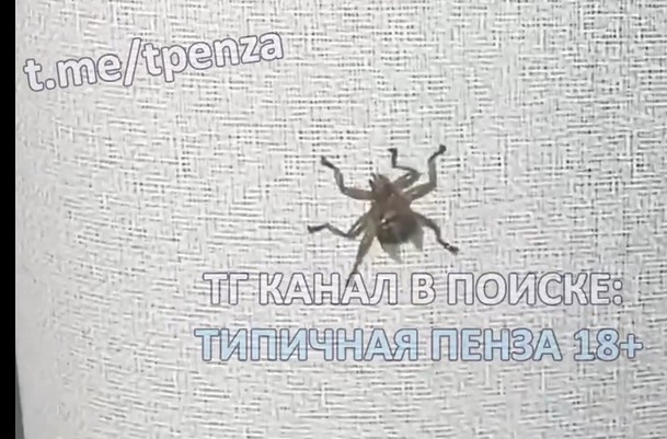 Пензенцев атакуют неубиваемые лосиные мухи