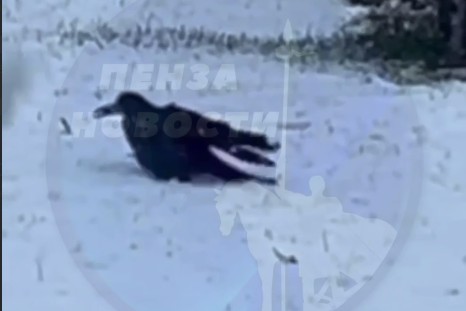 Грач устроил снежные ванны в Пензенской области