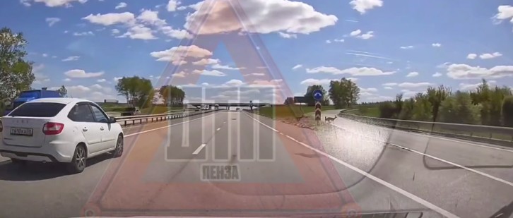 Косули едва не спровоцировали ДТП на трассе М5 в Пензенской области