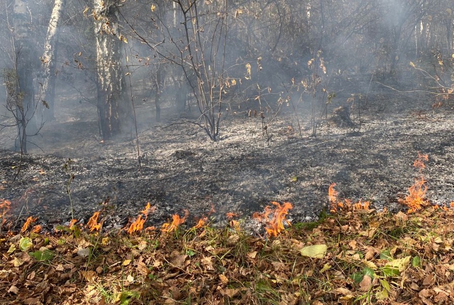 Огонь уничтожил 1,5 га леса в Сердобском и Бековском районах