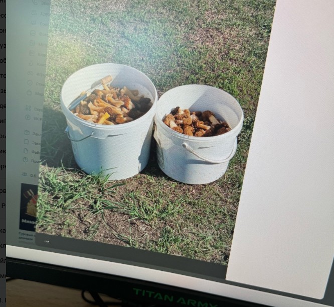 Дожди обещают богатый урожай грибов в Пензенской области