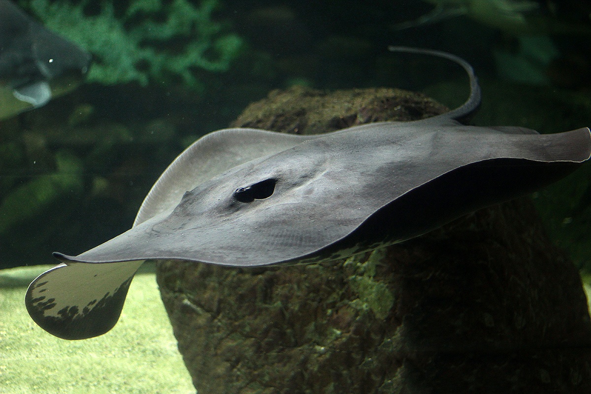 В пензенском океанариуме живут ядовитые скаты, от укола которых нет противоядия