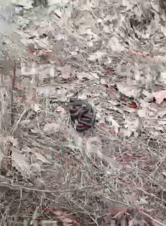 Пензенцы рассказали о нашествии гадюк и прочих змей