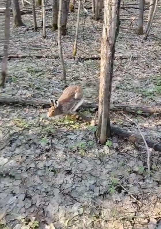В Пензенской области на госинспектора из куста выпрыгнул заяц