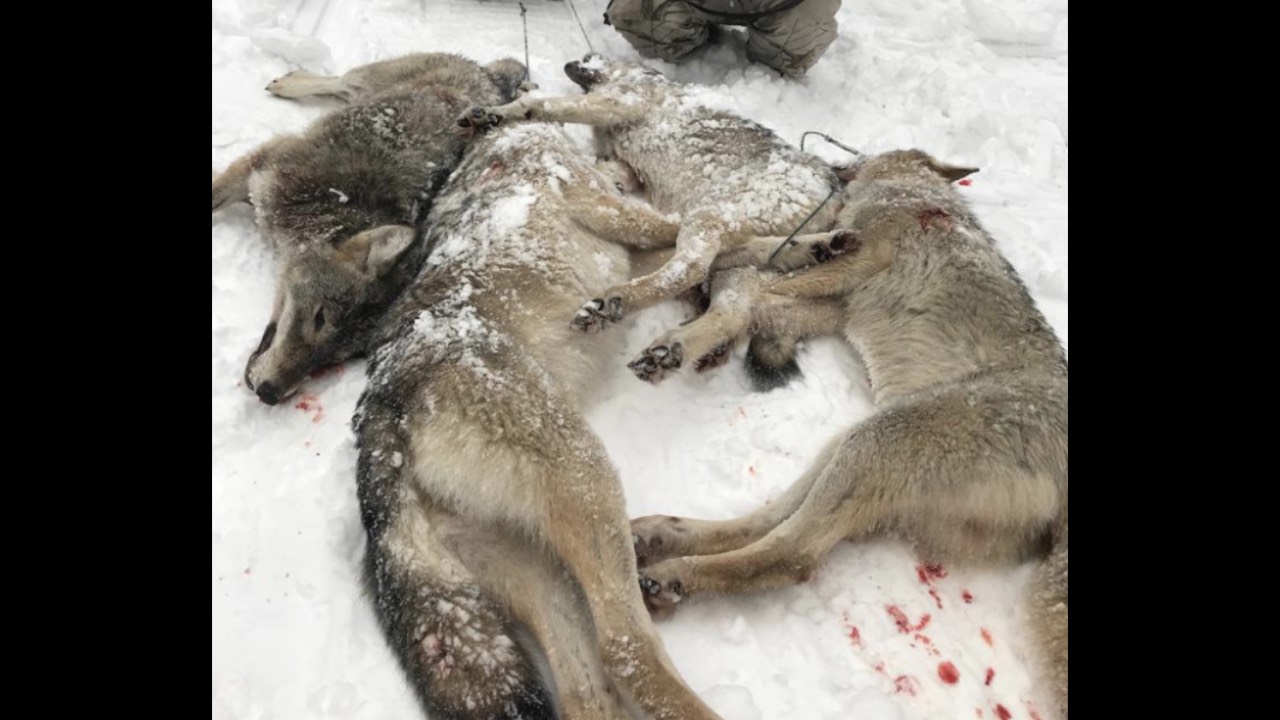 В Пензенской области расширят сроки охоты на гибридов волка