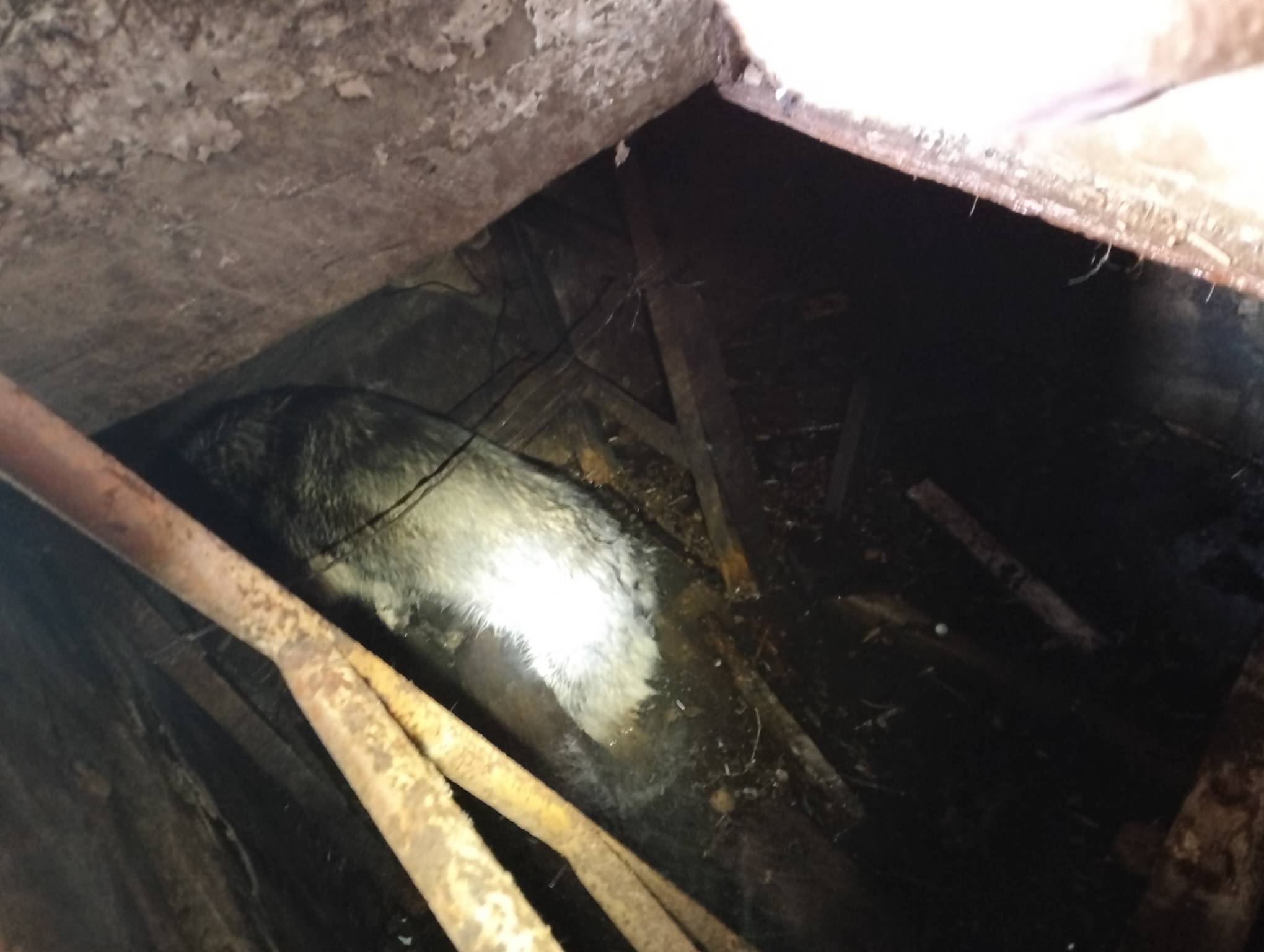 Пензенские спасатели вызволили собаку из погреба с водой