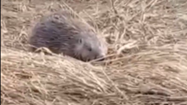 В Пензенской области начался сезон весенней активности бобров