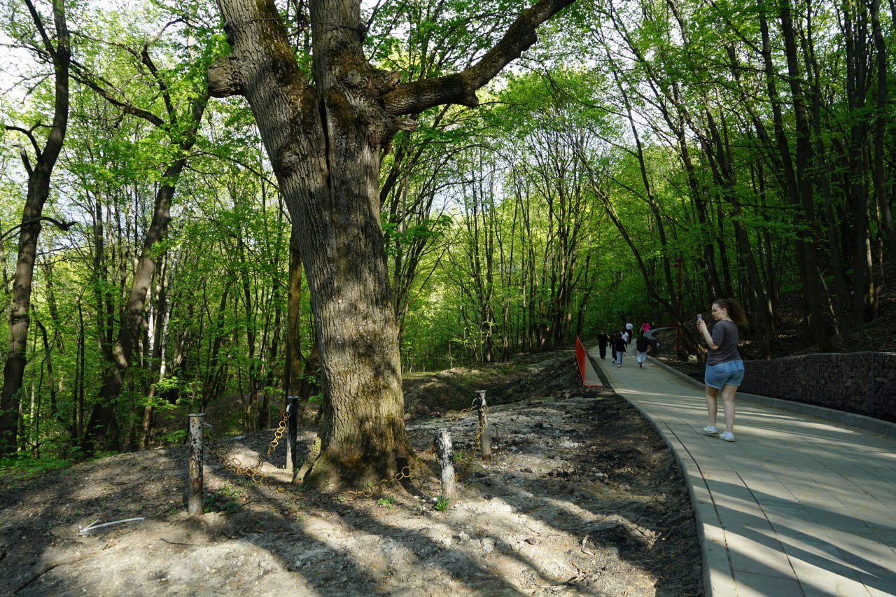 Дуб-ровесник Пензы остался без внимания благоустроителей