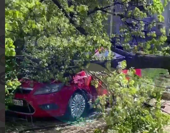 Упавшее из-за ветра дерево повредило автомобили в Пензе