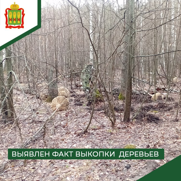 В Камешкирском районе пресекли незаконный вывоз лип
