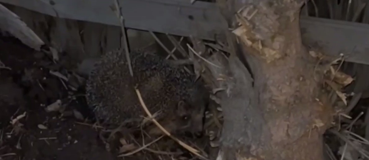 Пензенцы в центре города заметили ежика, проснувшегося после зимней спячки