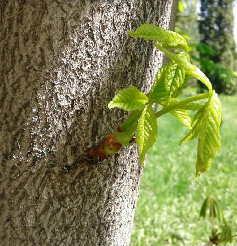 В Земетчино потратят более 600 тысяч рублей на покос травы