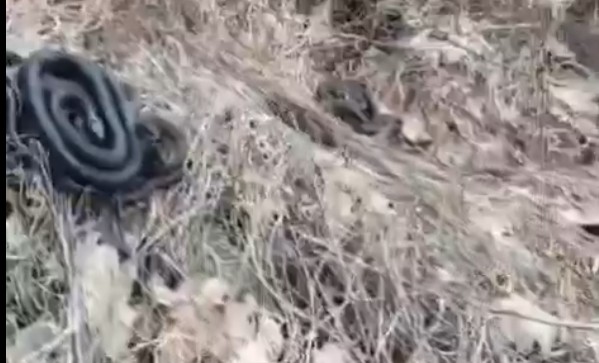Пензенцы шокированы массовым пробуждением гадюк