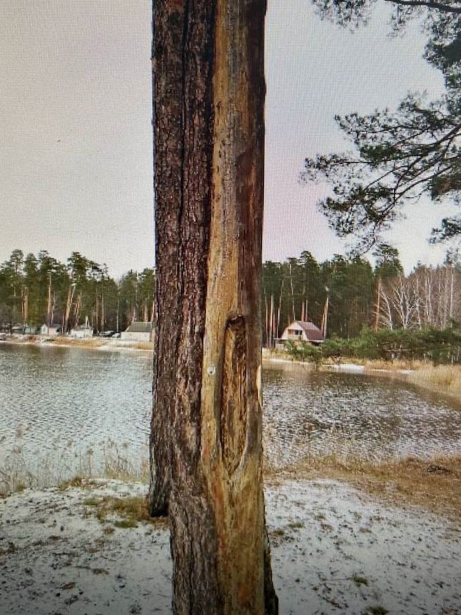 Администрация Пензы объяснила вырубку сосен на Светлой Поляне