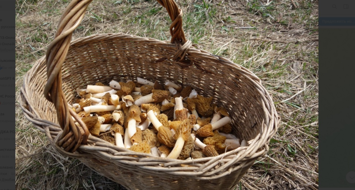 Грибной бум, пензенцы хвастаются полными корзинами сморчков и строчков