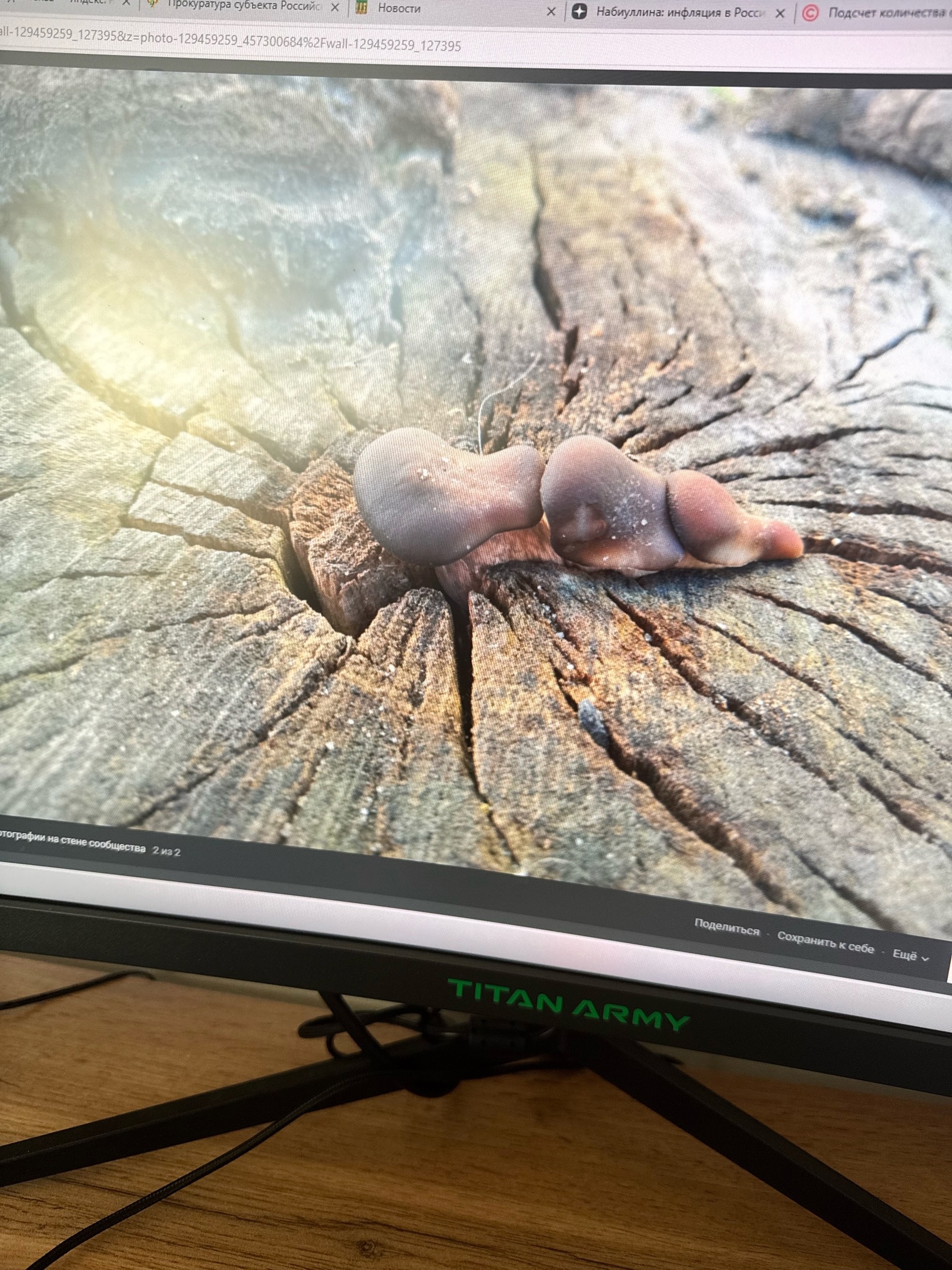 В пензенских лесах появился первый весенний урожай грибов