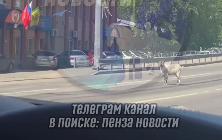 У козы «сломался навигатор» посреди дороги в Пензе