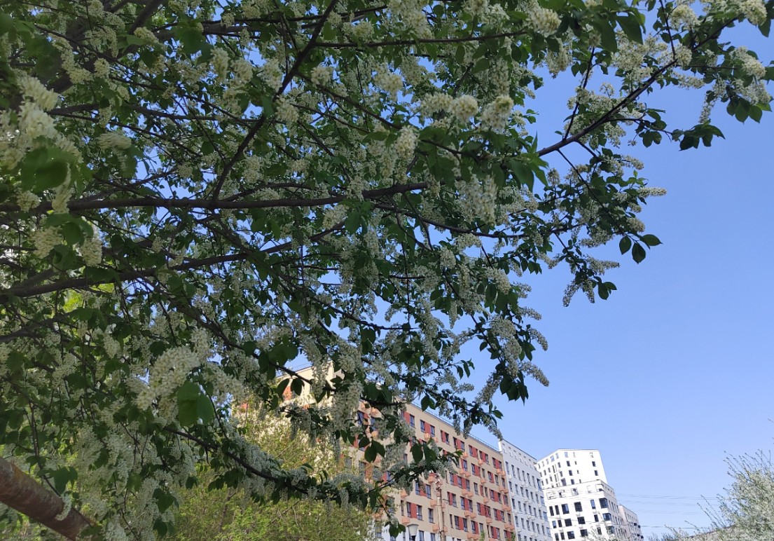 В Пензе раньше времени зацвела черемуха: ждать ли холодов